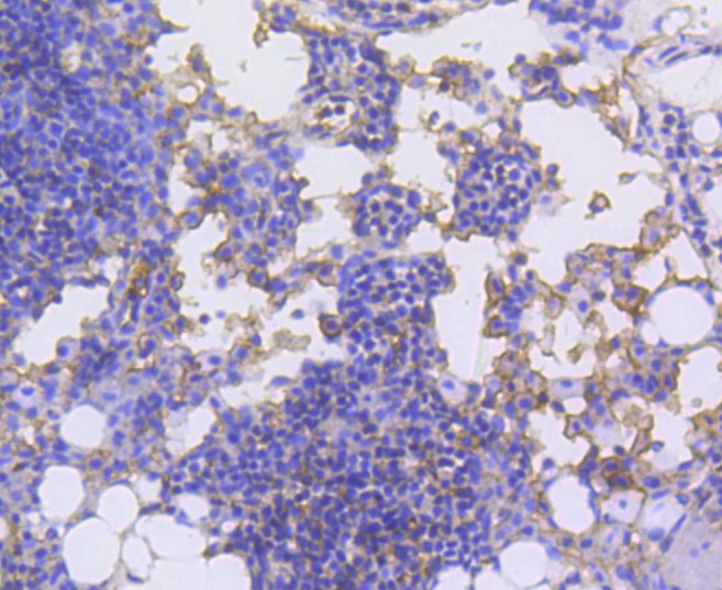 Immunohistochemical analysis of paraffin-embedded mouse thymus tissue using anti-LSP1 antibody. The section was pre-treated using heat mediated antigen retrieval with Tris-EDTA buffer (pH 8.0-8.4) for 20 minutes.The tissues were blocked in 5% BSA for 30 minutes at room temperature, washed with ddH2O and PBS, and then probed with the primary antibody (ET1611-9, 1/50) for 30 minutes at room temperature. The detection was performed using an HRP conjugated compact polymer system. DAB was used as the chromogen. Tissues were counterstained with hematoxylin and mounted with DPX.