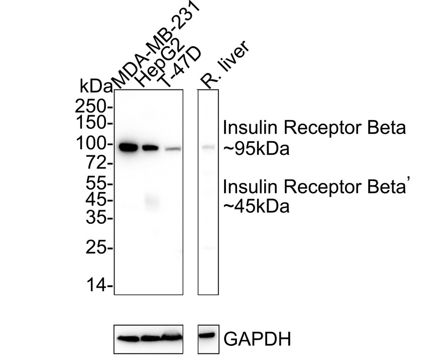 Recombinant Insulin Receptor Beta Monoclonal Antibody ...