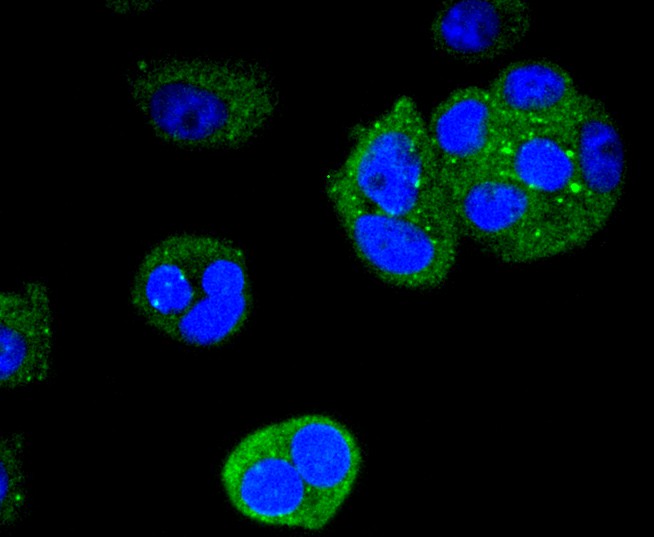 ICC staining of Cytokeratin 4 in MCF-7 cells (green). Formalin fixed cells were permeabilized with 0.1% Triton X-100 in TBS for 10 minutes at room temperature and blocked with 1% Blocker BSA for 15 minutes at room temperature. Cells were probed with the primary antibody (ET1611-91, 1/50) for 1 hour at room temperature, washed with PBS. Alexa Fluor®488 Goat anti-Rabbit IgG was used as the secondary antibody at 1/1,000 dilution. The nuclear counter stain is DAPI (blue).