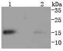 Western blot analysis of TWEAKR on different lysates using anti-TWEAKR antibody at 1/1,000 dilution.<br />
Positive control:   <br />
Lane 1: NIH/3T3 cell lysates           <br />
Lane 2: C2C12 cell lysates