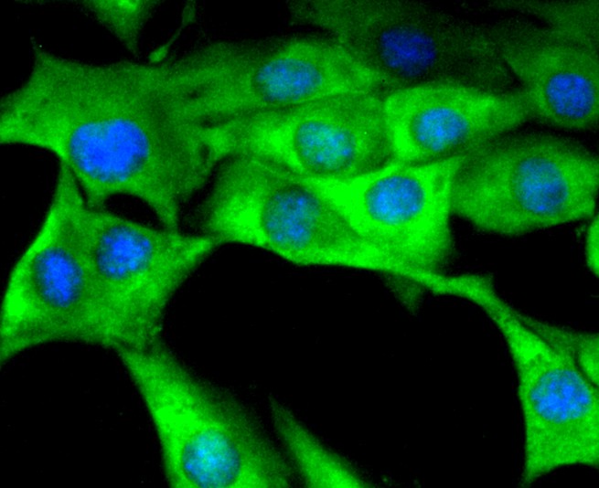 ICC staining of Tissue Factor in SHG-44 cells (green). Formalin fixed cells were permeabilized with 0.1% Triton X-100 in TBS for 10 minutes at room temperature and blocked with 1% Blocker BSA for 15 minutes at room temperature. Cells were probed with the primary antibody (ET1611-95, 1/50) for 1 hour at room temperature, washed with PBS. Alexa Fluor®488 Goat anti-Rabbit IgG was used as the secondary antibody at 1/1,000 dilution. The nuclear counter stain is DAPI (blue).