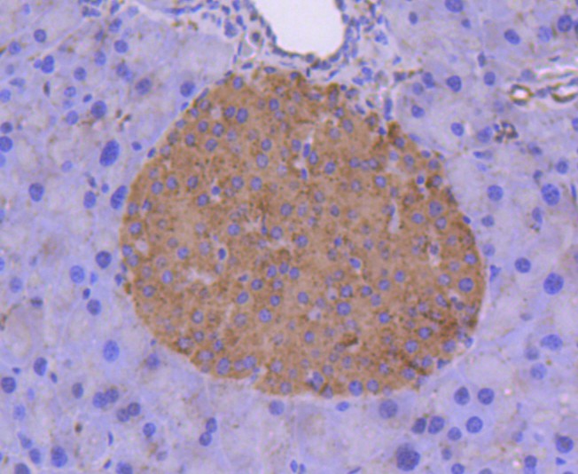 Immunohistochemical analysis of paraffin-embedded mouse pancreas tissue using anti-Tissue Factor antibody. The section was pre-treated using heat mediated antigen retrieval with Tris-EDTA buffer (pH 8.0-8.4) for 20 minutes.The tissues were blocked in 5% BSA for 30 minutes at room temperature, washed with ddH2O and PBS, and then probed with the primary antibody (ET1611-95, 1/50) for 30 minutes at room temperature. The detection was performed using an HRP conjugated compact polymer system. DAB was used as the chromogen. Tissues were counterstained with hematoxylin and mounted with DPX.