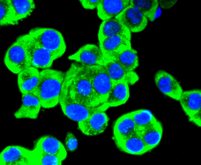 ICC staining of Ret in SW480 cells (green). Formalin fixed cells were permeabilized with 0.1% Triton X-100 in TBS for 10 minutes at room temperature and blocked with 1% Blocker BSA for 15 minutes at room temperature. Cells were probed with the primary antibody (ET1611-98, 1/50) for 1 hour at room temperature, washed with PBS. Alexa Fluor®488 Goat anti-Rabbit IgG was used as the secondary antibody at 1/1,000 dilution. The nuclear counter stain is DAPI (blue).