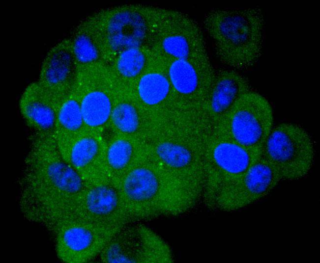 ICC staining of S100A4 in MCF-7 cells (green). Formalin fixed cells were permeabilized with 0.1% Triton X-100 in TBS for 10 minutes at room temperature and blocked with 10% negative goat serum for 15 minutes at room temperature. Cells were probed with the primary antibody (ET1612-13, 1/50) for 1 hour at room temperature, washed with PBS. Alexa Fluor®488 conjugate-Goat anti-Rabbit IgG was used as the secondary antibody at 1/1,000 dilution. The nuclear counter stain is DAPI (blue).