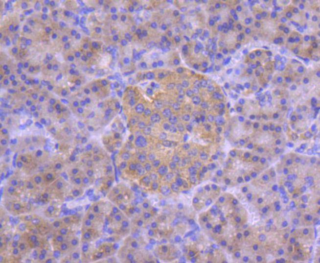 Immunohistochemical analysis of paraffin-embedded human pancreas tissue using anti-IRF3 antibody. The section was pre-treated using heat mediated antigen retrieval with Tris-EDTA buffer (pH 8.0-8.4) for 20 minutes.The tissues were blocked in 5% BSA for 30 minutes at room temperature, washed with ddH2O and PBS, and then probed with the primary antibody (ET1612-14, 1/50) for 30 minutes at room temperature. The detection was performed using an HRP conjugated compact polymer system. DAB was used as the chromogen. Tissues were counterstained with hematoxylin and mounted with DPX.