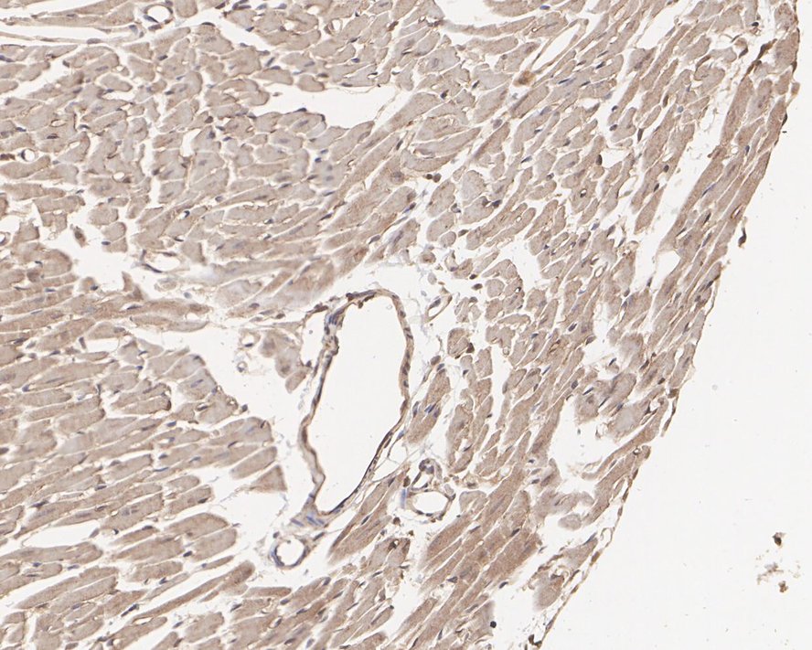 Immunohistochemical analysis of paraffin-embedded mouse pancreas tissue using anti-IRF3 antibody. The section was pre-treated using heat mediated antigen retrieval with Tris-EDTA buffer (pH 8.0-8.4) for 20 minutes.The tissues were blocked in 5% BSA for 30 minutes at room temperature, washed with ddH2O and PBS, and then probed with the primary antibody (ET1612-14, 1/50) for 30 minutes at room temperature. The detection was performed using an HRP conjugated compact polymer system. DAB was used as the chromogen. Tissues were counterstained with hematoxylin and mounted with DPX.