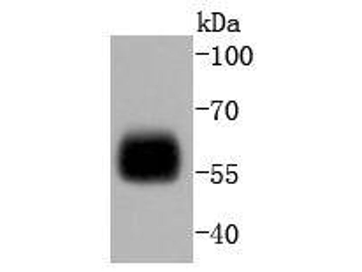 Western blot analysis of IRF5 on THP-1 cell lysates. Proteins were transferred to a PVDF membrane and blocked with 5% BSA in PBS for 1 hour at room temperature. The primary antibody (ET1612-15, 1/500) was used in 5% BSA at room temperature for 2 hours. Goat Anti-Rabbit IgG - HRP Secondary Antibody (HA1001) at 1:5,000 dilution was used for 1 hour at room temperature.