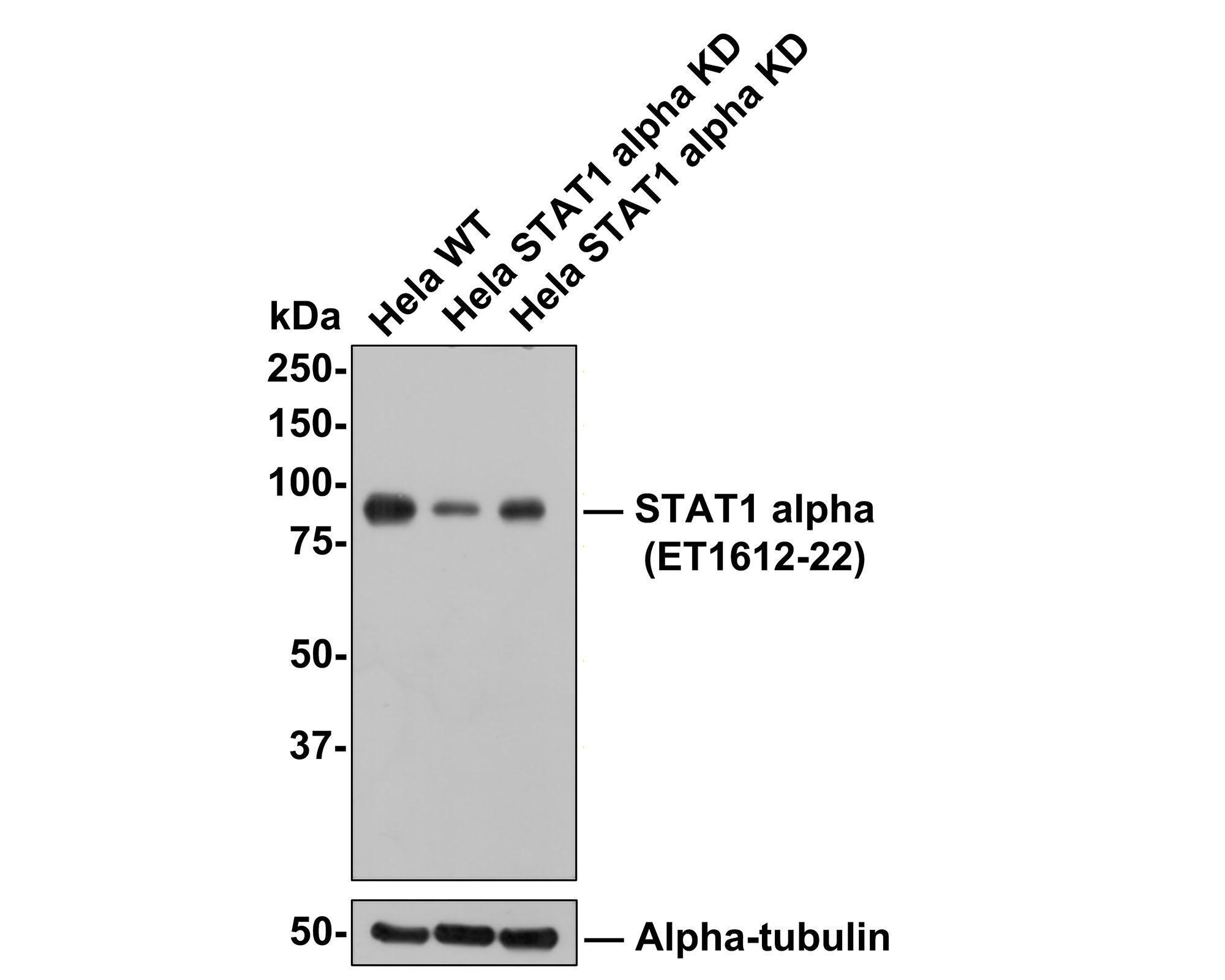 All lanes: Western blot analysis of STAT1 alpha with anti-STAT1 alpha antibody (ET1612-22) at 1:500 dilution.<br />
Lane 1: Wild-type Hela whole cell lysate (10 µg).<br />
Lane 2/3: STAT1 alpha knockdown Hela whole cell lysate (10 µg).<br />
<br />
ET1612-22 was shown to specifically react with STAT1 alpha in wild-type Hela cells. Weakened bands were observed when STAT1 alpha knockdown samples were tested. Wild-type and STAT1 alpha knockdown samples were subjected to SDS-PAGE. Proteins were transferred to a PVDF membrane and blocked with 5% NFDM in TBST for 1 hour at room temperature. The primary antibody (ET1612-22, 1:500) was used in 5% BSA at room temperature for 2 hours. Goat Anti-Rabbit IgG-HRP Secondary Antibody (HA1001) at 1:300,000 dilution was used for 1 hour at room temperature.