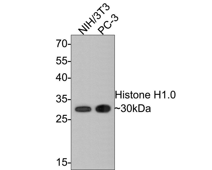 Western blot analysis of Histone H1.0 on different lysates with Rabbit anti-Histone H1.0 antibody (ET1612-24) at 1/500 dilution.<br />
<br />
Lane 1: NIH/3T3 cell lysate<br />
Lane 2: PC-3 cell lysate<br />
<br />
Lysates/proteins at 10 µg/Lane.<br />
<br />
Predicted band size: 21 kDa<br />
Observed band size: 30 kDa<br />
<br />
Exposure time: 2 minutes;<br />
<br />
12% SDS-PAGE gel.<br />
<br />
Proteins were transferred to a PVDF membrane and blocked with 5% NFDM/TBST for 1 hour at room temperature. The primary antibody (ET1612-24) at 1/500 dilution was used in 5% NFDM/TBST at room temperature for 2 hours. Goat Anti-Rabbit IgG - HRP Secondary Antibody (HA1001) at 1:300,000 dilution was used for 1 hour at room temperature.