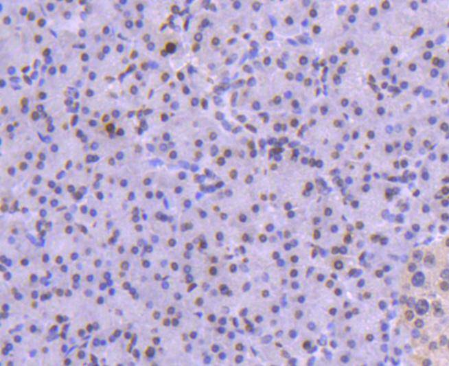 Immunohistochemical analysis of paraffin-embedded human pancreas tissue using anti-Histone H1.0 antibody. The section was pre-treated using heat mediated antigen retrieval with Tris-EDTA buffer (pH 8.0-8.4) for 20 minutes.The tissues were blocked in 5% BSA for 30 minutes at room temperature, washed with ddH2O and PBS, and then probed with the primary antibody (ET1612-24, 1/50) for 30 minutes at room temperature. The detection was performed using an HRP conjugated compact polymer system. DAB was used as the chromogen. Tissues were counterstained with hematoxylin and mounted with DPX.