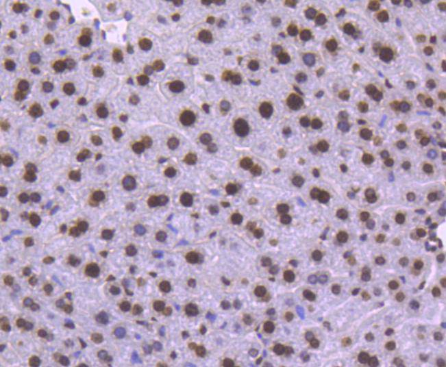 Immunohistochemical analysis of paraffin-embedded mouse liver tissue using anti-Histone H1.0 antibody. The section was pre-treated using heat mediated antigen retrieval with Tris-EDTA buffer (pH 8.0-8.4) for 20 minutes.The tissues were blocked in 5% BSA for 30 minutes at room temperature, washed with ddH2O and PBS, and then probed with the primary antibody (ET1612-24, 1/50) for 30 minutes at room temperature. The detection was performed using an HRP conjugated compact polymer system. DAB was used as the chromogen. Tissues were counterstained with hematoxylin and mounted with DPX.