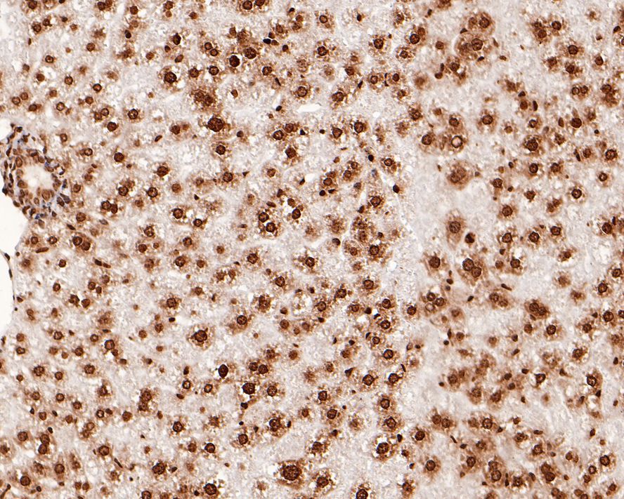 Immunohistochemical analysis of paraffin-embedded mouse liver tissue with Rabbit anti-Histone H2B antibody (ET1612-25) at 1/5,000 dilution.<br />
<br />
The section was pre-treated using heat mediated antigen retrieval with sodium citrate buffer (pH 6.0) for 2 minutes. The tissues were blocked in 1% BSA for 20 minutes at room temperature, washed with ddH2O and PBS, and then probed with the primary antibody (ET1612-25) at 1/5,000 dilution for 1 hour at room temperature. The detection was performed using an HRP conjugated compact polymer system. DAB was used as the chromogen. Tissues were counterstained with hematoxylin and mounted with DPX.