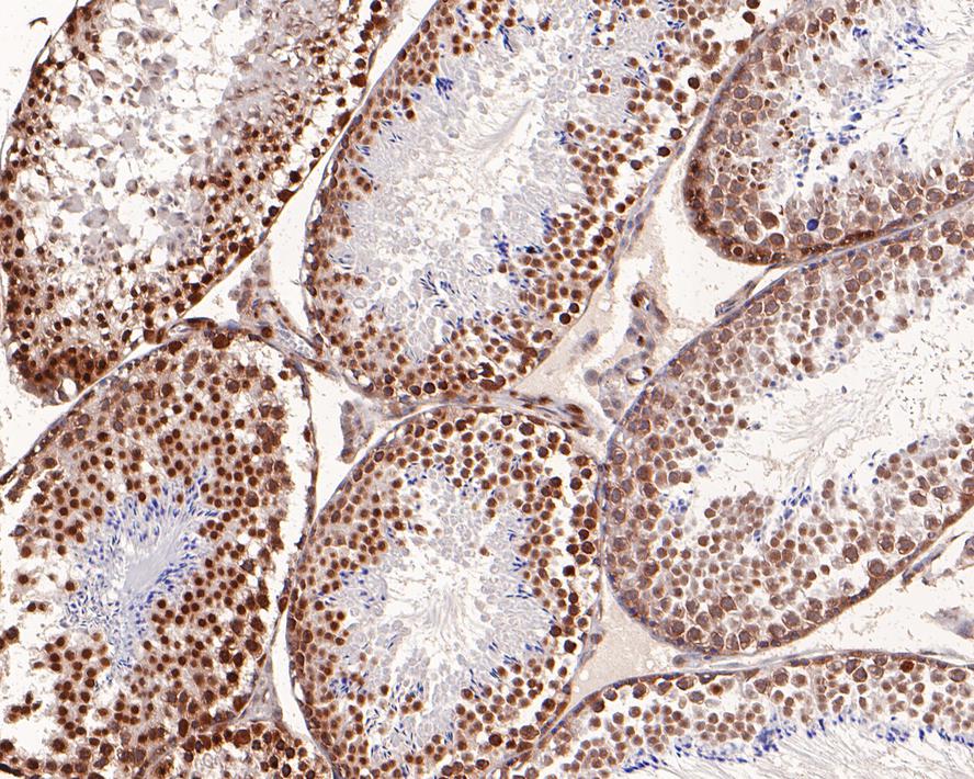 Immunohistochemical analysis of paraffin-embedded mouse testis tissue with Rabbit anti-Histone H2B antibody (ET1612-25) at 1/2,000 dilution.<br />
<br />
The section was pre-treated using heat mediated antigen retrieval with sodium citrate buffer (pH 6.0) for 2 minutes. The tissues were blocked in 1% BSA for 20 minutes at room temperature, washed with ddH2O and PBS, and then probed with the primary antibody (ET1612-25) at 1/2,000 dilution for 1 hour at room temperature. The detection was performed using an HRP conjugated compact polymer system. DAB was used as the chromogen. Tissues were counterstained with hematoxylin and mounted with DPX.