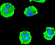 ICC staining of PDPK1 in Hela cells (green). Formalin fixed cells were permeabilized with 0.1% Triton X-100 in TBS for 10 minutes at room temperature and blocked with 1% Blocker BSA for 15 minutes at room temperature. Cells were probed with the primary antibody (ET1612-27, 1/200) for 1 hour at room temperature, washed with PBS. Alexa Fluor®488 Goat anti-Rabbit IgG was used as the secondary antibody at 1/1,000 dilution. The nuclear counter stain is DAPI (blue).