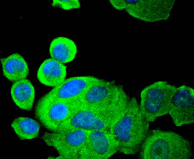 ICC staining of PDPK1 in MCF-7 cells (green). Formalin fixed cells were permeabilized with 0.1% Triton X-100 in TBS for 10 minutes at room temperature and blocked with 1% Blocker BSA for 15 minutes at room temperature. Cells were probed with the primary antibody (ET1612-27, 1/200) for 1 hour at room temperature, washed with PBS. Alexa Fluor®488 Goat anti-Rabbit IgG was used as the secondary antibody at 1/1,000 dilution. The nuclear counter stain is DAPI (blue).