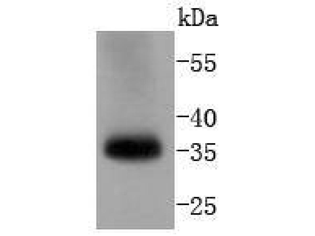 Western blot analysis of pro Caspase-7 on human lung lysates with Rabbit anti-pro Caspase-7 antibody (ET1612-28) at 1/1000 dilution.<br />
<br />
Lysates at 20 µg/Lane.<br />
<br />
Predicted band size: 34 kDa<br />
Observed band size: 35 kDa<br />
<br />
<br />
Proteins were transferred to a PVDF membrane and blocked with 5% NFDM/TBST for 1 hour at room temperature. The primary antibody (ET1612-28) at 1/1000 dilution was used in 5% NFDM/TBST at room temperature for 2 hours. Goat Anti-Rabbit IgG - HRP Secondary Antibody (HA1001) at 1:300,000 dilution was used for 1 hour at room temperature.