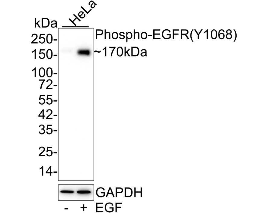 Western blot analysis of Phospho-EGFR(Y1068) on different lysates with Rabbit anti-Phospho-EGFR(Y1068) antibody (ET1612-30) at 1/1,000 dilution.<br />
<br />
Lane 1: Hela cell lysate<br />
Lane 2: Hela treated with EGF cell lysate<br />
<br />
Lysates/proteins at 10 µg/Lane.<br />
<br />
Predicted band size: 134 kDa<br />
Observed band size: 170 kDa<br />
<br />
Exposure time: 2 minutes;<br />
<br />
6% SDS-PAGE gel.<br />
<br />
Proteins were transferred to a PVDF membrane and blocked with 5% NFDM/TBST for 1 hour at room temperature. The primary antibody (ET1612-30) at 1/1,000 dilution was used in 5% NFDM/TBST at room temperature for 2 hours. Goat Anti-Rabbit IgG - HRP Secondary Antibody (HA1001) at 1:300,000 dilution was used for 1 hour at room temperature.
