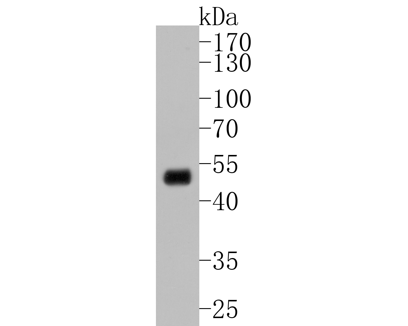 Western blot analysis of MEK5 on Hela cell lysates. Proteins were transferred to a PVDF membrane and blocked with 5% BSA in PBS for 1 hour at room temperature. The primary antibody (ET1612-34, 1/500) was used in 5% BSA at room temperature for 2 hours. Goat Anti-Rabbit IgG - HRP Secondary Antibody (HA1001) at 1:5,000 dilution was used for 1 hour at room temperature.