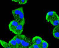ICC staining of MEK5 in Hela cells (green). Formalin fixed cells were permeabilized with 0.1% Triton X-100 in TBS for 10 minutes at room temperature and blocked with 1% Blocker BSA for 15 minutes at room temperature. Cells were probed with the primary antibody (ET1612-34, 1/50) for 1 hour at room temperature, washed with PBS. Alexa Fluor®488 Goat anti-Rabbit IgG was used as the secondary antibody at 1/1,000 dilution. The nuclear counter stain is DAPI (blue).