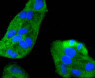 ICC staining MEK7 in SHG-44 cells (green). The nuclear counter stain is DAPI (blue). Cells were fixed in paraformaldehyde, permeabilised with 0.25% Triton X100/PBS.