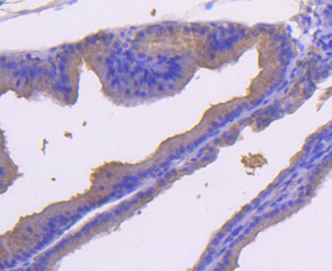 Immunohistochemical analysis of paraffin-embedded mouse bladder tissue using anti-MEK7 antibody. Counter stained with hematoxylin.