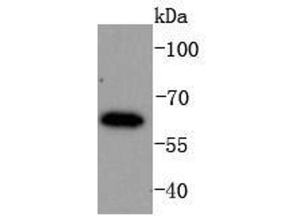 Western blot analysis of IRF6 on K562 cells lysates using anti-IRF6 antibody at 1/1,000 dilution.