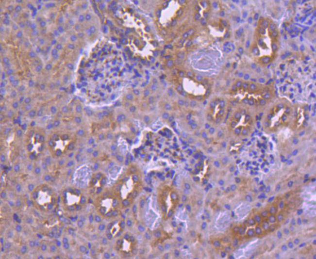 Immunohistochemical analysis of paraffin-embedded mouse kidney tissue using anti-IRF6 antibody. Counter stained with hematoxylin.