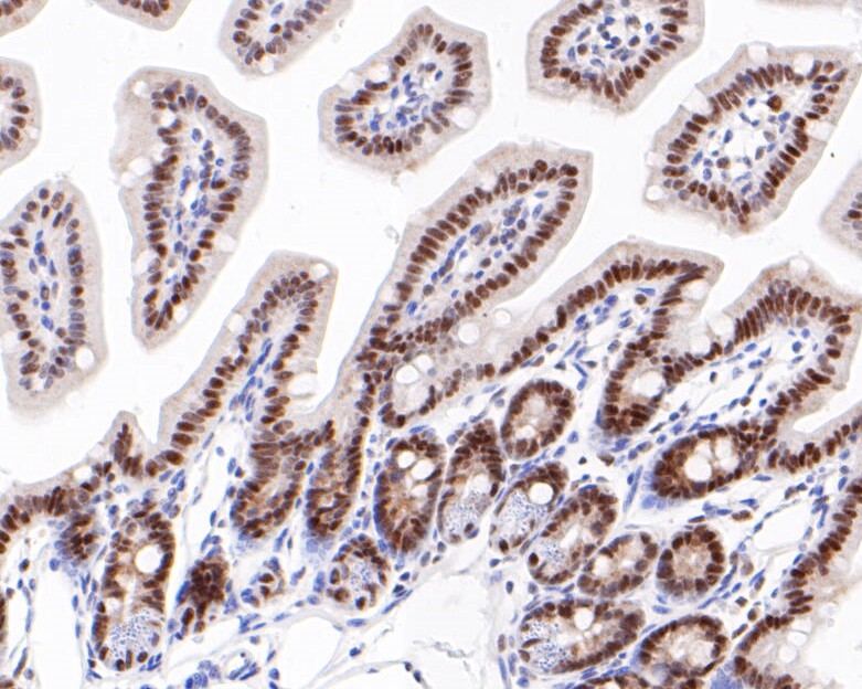 Immunohistochemical analysis of paraffin-embedded mouse colon tissue using anti-ATF4 antibody. The section was pre-treated using heat mediated antigen retrieval with sodium citrate buffer (pH 6.0) for 20 minutes. The tissues were blocked in 5% BSA for 30 minutes at room temperature, washed with ddH2O and PBS, and then probed with the primary antibody (ET1612-37, 1/50)  for 30 minutes at room temperature. The detection was performed using an HRP conjugated compact polymer system. DAB was used as the chromogen. Tissues were counterstained with hematoxylin and mounted with DPX.