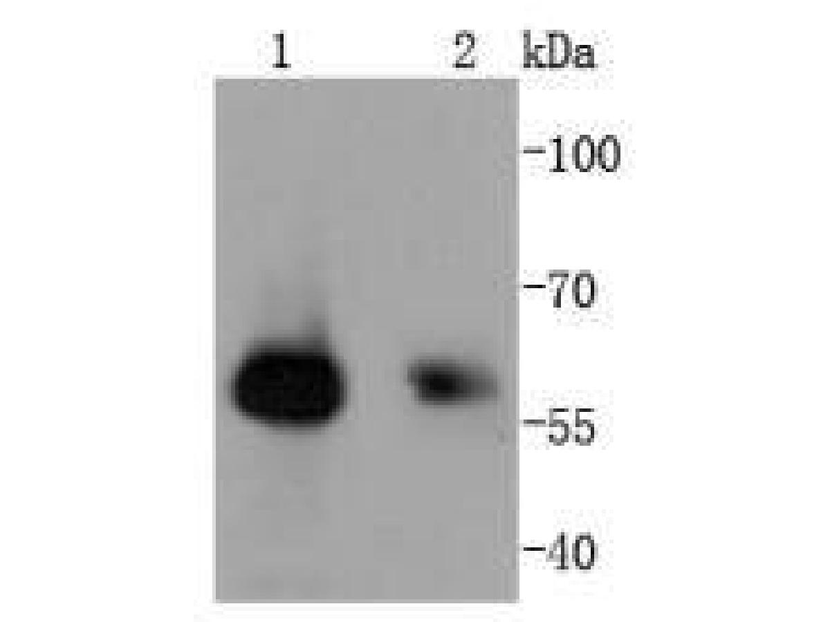Western blot analysis of Smad1 on different lysates. Proteins were transferred to a PVDF membrane and blocked with 5% BSA in PBS for 1 hour at room temperature. The primary antibody (ET1612-39, 1/500) was used in 5% BSA at room temperature for 2 hours. Goat Anti-Rabbit IgG - HRP Secondary Antibody (HA1001) at 1:200,000 dilution was used for 1 hour at room temperature.<br />
Positive control: <br />
Lane 1: Human skeletal muscle tissue lysate<br />
Lane 2: Hela cell lysate