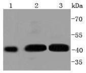 Western blot analysis of Phospho-MEK1 (S298) on different lysates. Proteins were transferred to a PVDF membrane and blocked with 5% BSA in PBS for 1 hour at room temperature. The primary antibody (ET1612-40, 1/500) was used in 5% BSA at room temperature for 2 hours. Goat Anti-Rabbit IgG - HRP Secondary Antibody (HA1001) at 1:200,000 dilution was used for 1 hour at room temperature.<br />
Positive control: <br />
Lane 1: Hela cell lysate<br />
Lane 2: NIH/3T3 cell lysate<br />
Lane 3: A431 cell lysate