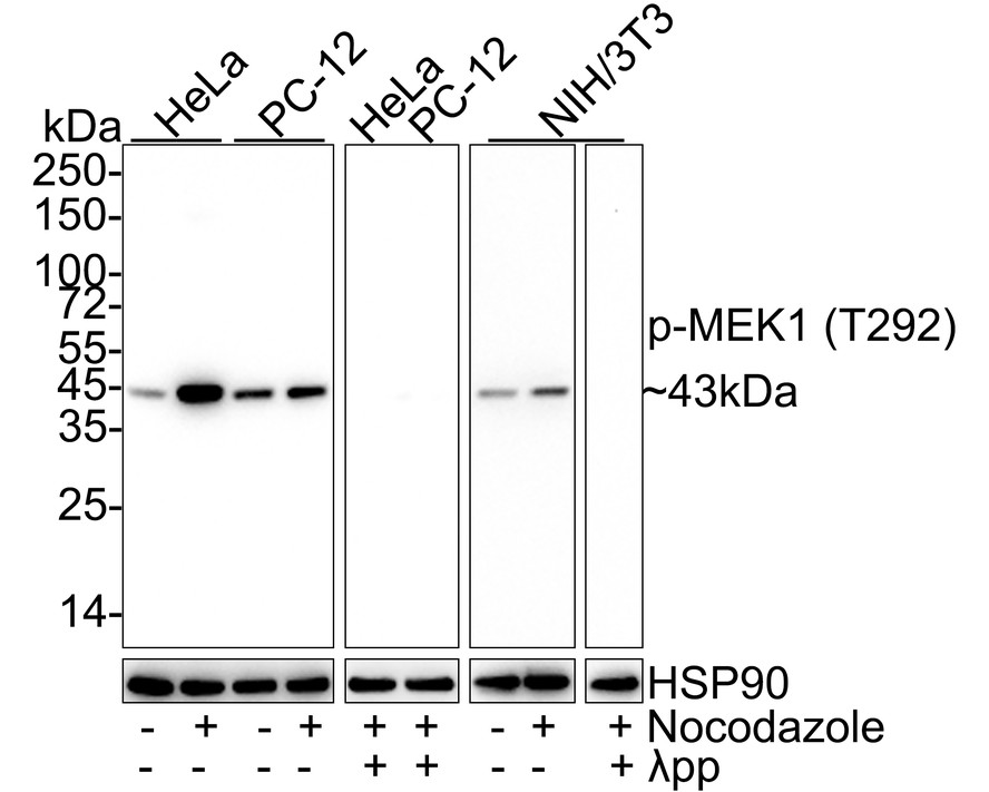 Western blot analysis of Phospho-MEK1 (T292) on different lysates with Rabbit anti-Phospho-MEK1 (T292) antibody (ET1612-42) at 1/1,000 dilution.<br />
<br />
Lane 1: HeLa cell lysate<br />
Lane 2: HeLa treated with 100ng/mL Nocodazole for 17 hours cell lysate<br />
Lane 3: PC-12 cell lysate<br />
Lane 4: PC-12 treated with 100ng/mL Nocodazole for 18 hours cell lysate<br />
Lane 5: HeLa treated with 100ng/mL Nocodazole for 17 hours cell lysate, then the membrane treated with λpp for 1 hour<br />
Lane 6: PC-12 treated with 100ng/mL Nocodazole for 18 hours cell lysate, then the membrane treated with λpp for 1 hour<br />
Lane 7: NIH/3T3 cell lysate<br />
Lane 8: NIH/3T3 treated with 100ng/mL Nocodazole for 18 hours cell lysate<br />
Lane 9: NIH/3T3 treated with 100ng/mL Nocodazole for 18 hours cell lysate, then the membrane treated with λpp for 1 hour<br />
<br />
Lysates/proteins at 20 µg/Lane.<br />
<br />
Predicted band size: 54 kDa<br />
Observed band size: 54 kDa<br />
<br />
Exposure time: 3 minutes;<br />
<br />
4-20% SDS-PAGE gel.<br />
<br />
Proteins were transferred to a PVDF membrane and blocked with 5% NFDM/TBST for 1 hour at room temperature. The primary antibody (ET1612-42) at 1/1,000 dilution was used in 5% NFDM/TBST at 4℃ overnight. Goat Anti-Rabbit IgG - HRP Secondary Antibody (HA1001) at 1/50,000 dilution was used for 1 hour at room temperature.