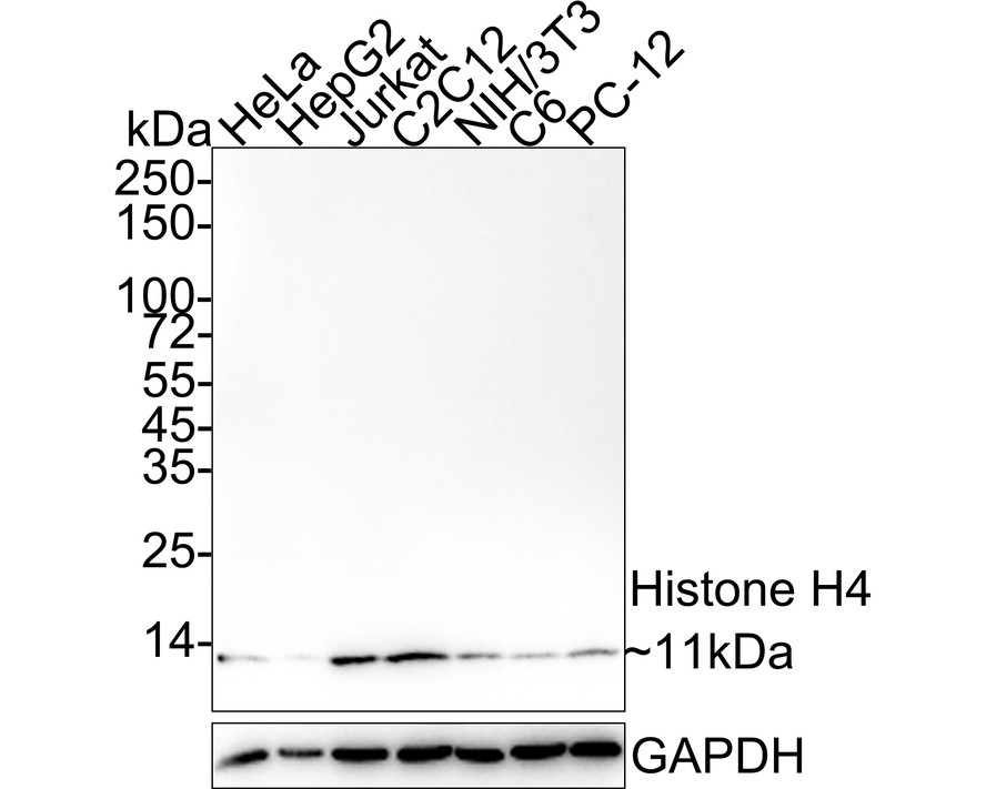 Western blot analysis of Histone H4 on different lysates with Rabbit anti-Histone H4 antibody (ET1612-43) at 1/2,000 dilution.<br />
<br />
Lane 1: HeLa cell lysate<br />
Lane 2: HepG2 cell lysate<br />
Lane 3: Jurkat cell lysate<br />
Lane 4: C2C12 cell lysate<br />
Lane 5: NIH/3T3 cell lysate<br />
Lane 6: C6 cell lysate<br />
Lane 7: PC-12 cell lysate<br />
<br />
Lysates/proteins at 20 µg/Lane.<br />
<br />
Predicted band size: 11 kDa<br />
Observed band size: 11 kDa<br />
<br />
Exposure time: 58 seconds;<br />
<br />
4-20% SDS-PAGE gel.<br />
<br />
Proteins were transferred to a PVDF membrane and blocked with 5% NFDM/TBST for 1 hour at room temperature. The primary antibody (ET1612-43) at 1/2,000 dilution was used in 5% NFDM/TBST at 4℃ overnight. Goat Anti-Rabbit IgG - HRP Secondary Antibody (HA1001) at 1/50,000 dilution was used for 1 hour at room temperature.