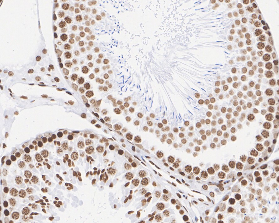 Immunohistochemical analysis of paraffin-embedded mouse testis tissue with Rabbit anti-Histone H4 antibody (ET1612-43) at 1/5,000 dilution.<br />
<br />
The section was pre-treated using heat mediated antigen retrieval with sodium citrate buffer (pH 6.0) for 2 minutes. The tissues were blocked in 1% BSA for 20 minutes at room temperature, washed with ddH2O and PBS, and then probed with the primary antibody (ET1612-43) at 1/5,000 dilution for 1 hour at room temperature. The detection was performed using an HRP conjugated compact polymer system. DAB was used as the chromogen. Tissues were counterstained with hematoxylin and mounted with DPX.