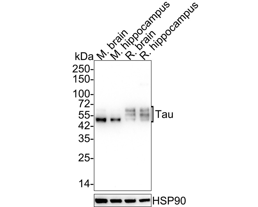 Western blot analysis of Tau on HepG2 cell lysates with Rabbit anti-Tau antibody (ET1612-44) at 1/500 dilution.<br />
<br />
Lysates/proteins at 10 µg/Lane.<br />
<br />
Predicted band size: 79 kDa<br />
Observed band size: 79 kDa<br />
<br />
Exposure time: 2 minutes;<br />
<br />
8% SDS-PAGE gel.<br />
<br />
Proteins were transferred to a PVDF membrane and blocked with 5% NFDM/TBST for 1 hour at room temperature. The primary antibody (ET1612-44) at 1/500 dilution was used in 5% NFDM/TBST at room temperature for 2 hours. Goat Anti-Rabbit IgG - HRP Secondary Antibody (HA1001) at 1:300,000 dilution was used for 1 hour at room temperature.