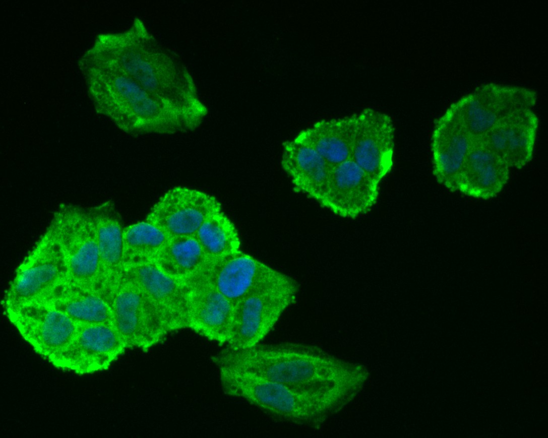 ICC staining of Tau in Hela cells (green). Formalin fixed cells were permeabilized with 0.1% Triton X-100 in TBS for 10 minutes at room temperature and blocked with 1% Blocker BSA for 15 minutes at room temperature. Cells were probed with the primary antibody (ET1612-44, 1/50) for 1 hour at room temperature, washed with PBS. Alexa Fluor®488 Goat anti-Rabbit IgG was used as the secondary antibody at 1/1,000 dilution. The nuclear counter stain is DAPI (blue).