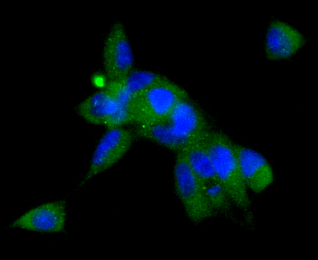 ICC staining Angiotensinogen in 293 cells (green). The nuclear counter stain is DAPI (blue). Cells were fixed in paraformaldehyde, permeabilised with 0.25% Triton X100/PBS.