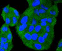ICC staining of TRAF2 in Hela cells (green). Formalin fixed cells were permeabilized with 0.1% Triton X-100 in TBS for 10 minutes at room temperature and blocked with 1% Blocker BSA for 15 minutes at room temperature. Cells were probed with the primary antibody (ET1612-5, 1/50) for 1 hour at room temperature, washed with PBS. Alexa Fluor®488 Goat anti-Rabbit IgG was used as the secondary antibody at 1/1,000 dilution. The nuclear counter stain is DAPI (blue).