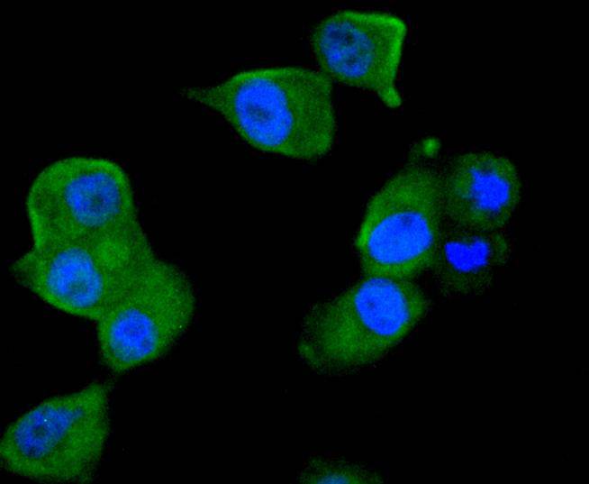 ICC staining of TRAF2 in PANC-1 cells (green). Formalin fixed cells were permeabilized with 0.1% Triton X-100 in TBS for 10 minutes at room temperature and blocked with 1% Blocker BSA for 15 minutes at room temperature. Cells were probed with the primary antibody (ET1612-5, 1/50) for 1 hour at room temperature, washed with PBS. Alexa Fluor®488 Goat anti-Rabbit IgG was used as the secondary antibody at 1/1,000 dilution. The nuclear counter stain is DAPI (blue).