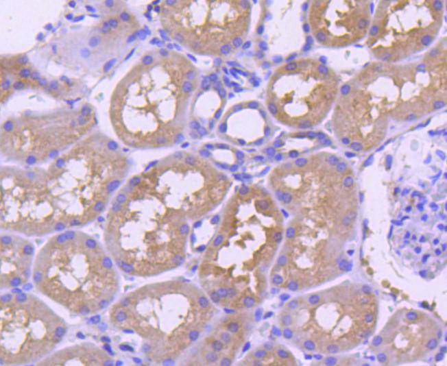 Immunohistochemical analysis of paraffin-embedded human kidney tissue using anti-TRAF2 antibody. The section was pre-treated using heat mediated antigen retrieval with Tris-EDTA buffer (pH 8.0-8.4) for 20 minutes.The tissues were blocked in 5% BSA for 30 minutes at room temperature, washed with ddH2O and PBS, and then probed with the primary antibody (ET1612-5, 1/50) for 30 minutes at room temperature. The detection was performed using an HRP conjugated compact polymer system. DAB was used as the chromogen. Tissues were counterstained with hematoxylin and mounted with DPX.