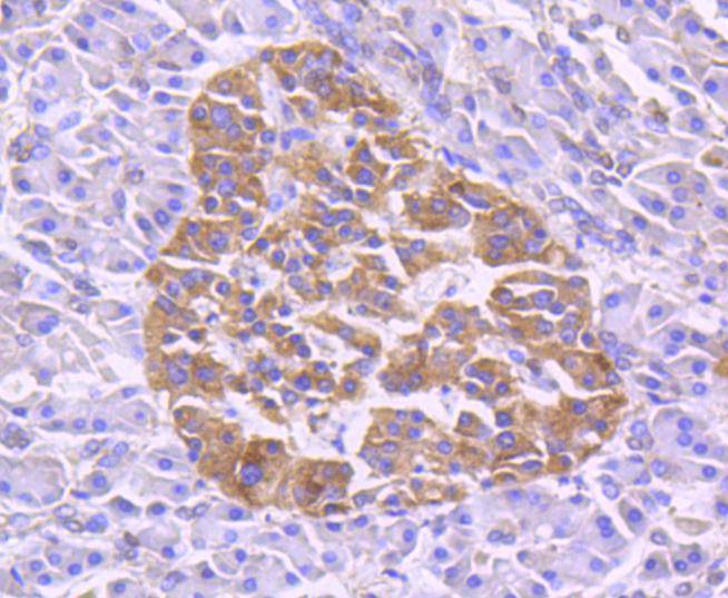 Immunohistochemical analysis of paraffin-embedded human pancreas tissue using anti-TRAF2 antibody. The section was pre-treated using heat mediated antigen retrieval with Tris-EDTA buffer (pH 8.0-8.4) for 20 minutes.The tissues were blocked in 5% BSA for 30 minutes at room temperature, washed with ddH2O and PBS, and then probed with the primary antibody (ET1612-5, 1/50) for 30 minutes at room temperature. The detection was performed using an HRP conjugated compact polymer system. DAB was used as the chromogen. Tissues were counterstained with hematoxylin and mounted with DPX.