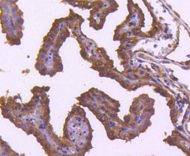 Immunohistochemical analysis of paraffin-embedded mouse placenta tissue using anti-TRAF2 antibody. The section was pre-treated using heat mediated antigen retrieval with Tris-EDTA buffer (pH 8.0-8.4) for 20 minutes.The tissues were blocked in 5% BSA for 30 minutes at room temperature, washed with ddH2O and PBS, and then probed with the primary antibody (ET1612-5, 1/50) for 30 minutes at room temperature. The detection was performed using an HRP conjugated compact polymer system. DAB was used as the chromogen. Tissues were counterstained with hematoxylin and mounted with DPX.