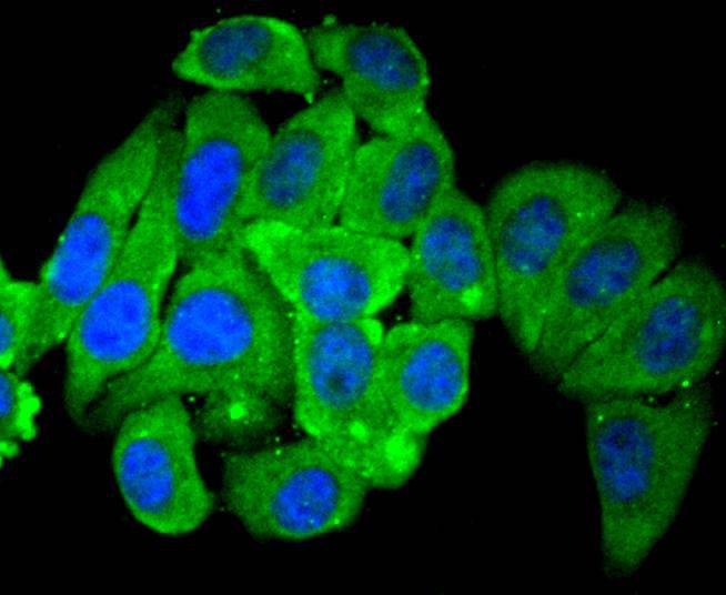 ICC staining of HDAC4 in HepG2 cells (green). Formalin fixed cells were permeabilized with 0.1% Triton X-100 in TBS for 10 minutes at room temperature and blocked with 10% negative goat serum for 15 minutes at room temperature. Cells were probed with the primary antibody (ET1612-51, 1/50) for 1 hour at room temperature, washed with PBS. Alexa Fluor®488 conjugate-Goat anti-Rabbit IgG was used as the secondary antibody at 1/1,000 dilution. The nuclear counter stain is DAPI (blue).