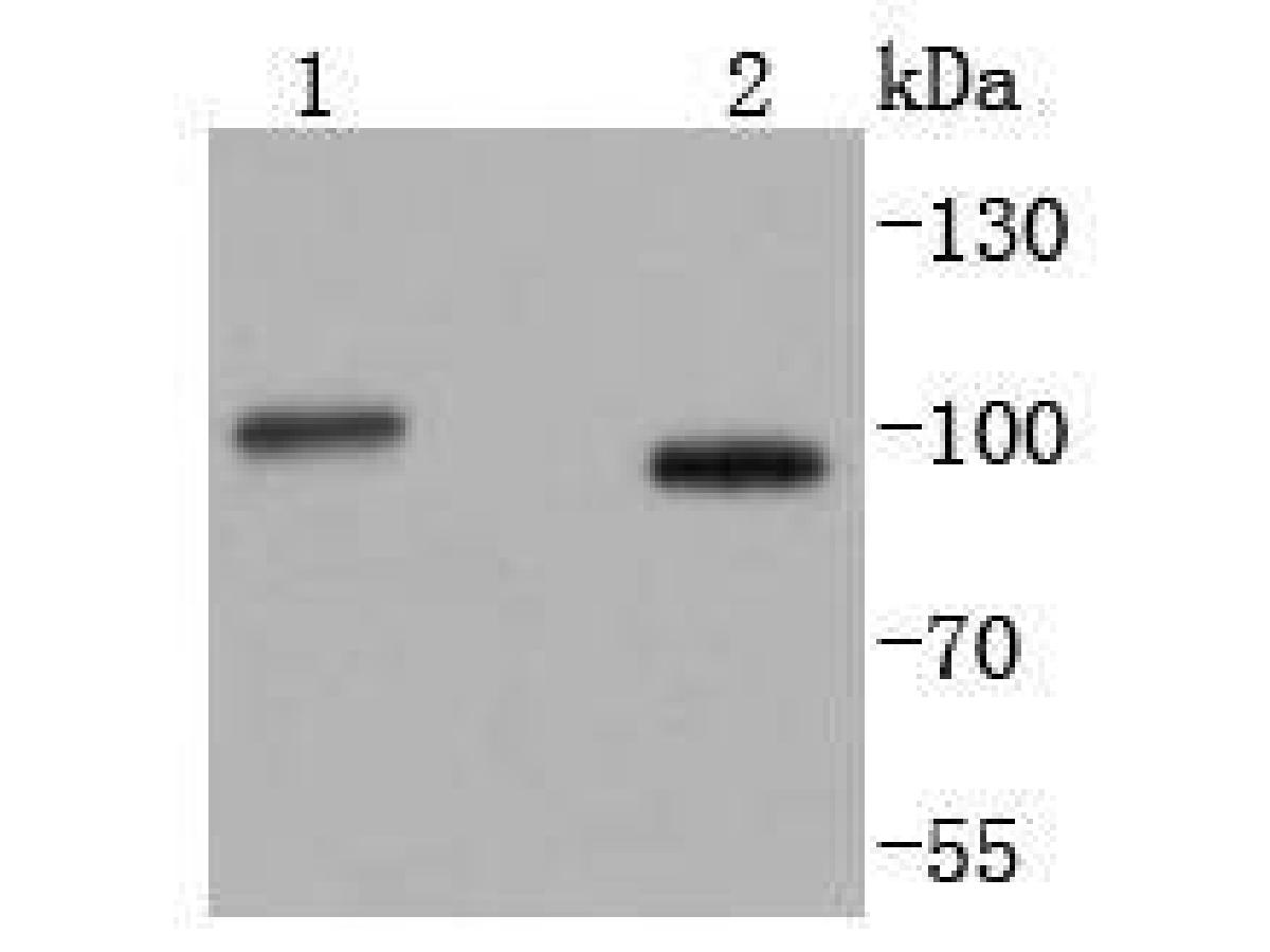 Western blot analysis of STIM1 on different lysates using anti-STIM1 antibody at 1/1,000 dilution.<br />
Positive control:   <br />
Lane 1: K562                <br />
Lane 2: HepG2