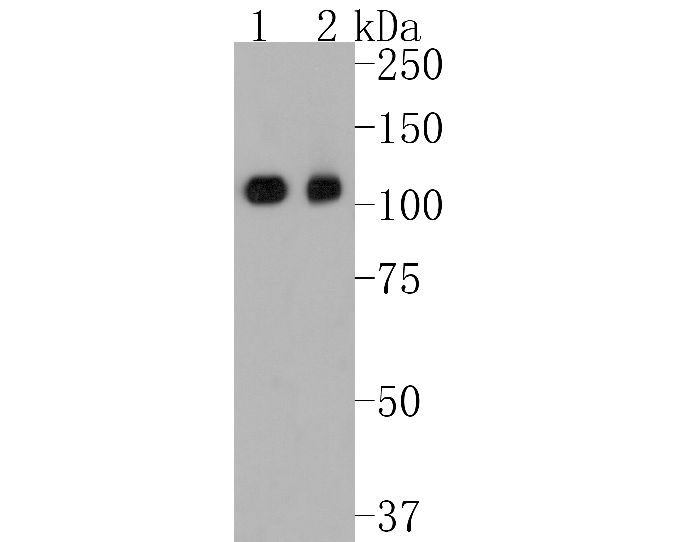 Western blot analysis of KAP1 on different lysates. Proteins were transferred to a PVDF membrane and blocked with 5% BSA in PBS for 1 hour at room temperature. The primary antibody (ET1612-55, 1/500) was used in 5% BSA at room temperature for 2 hours. Goat Anti-Rabbit IgG - HRP Secondary Antibody (HA1001) at 1:5,000 dilution was used for 1 hour at room temperature.<br />
Positive control: <br />
Lane 1: HepG2 cell lysate<br />
Lane 2: Hela cell lysate