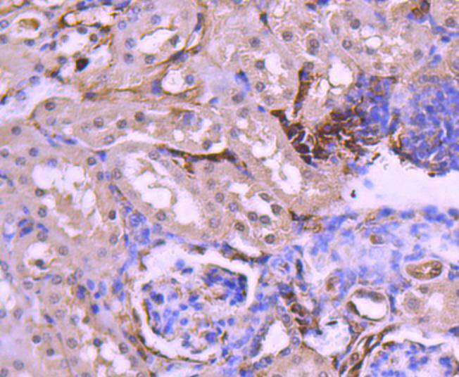 Immunohistochemical analysis of paraffin-embedded mouse kidney tissue using anti-PAX8 antibody. Counter stained with hematoxylin.