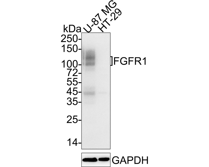 Western blot analysis of FGFR1 on 293 cell lysates. Proteins were transferred to a PVDF membrane and blocked with 5% BSA in PBS for 1 hour at room temperature. The primary antibody (ET1612-62, 1/500) was used in 5% BSA at room temperature for 2 hours. Goat Anti-Rabbit IgG - HRP Secondary Antibody (HA1001) at 1:200,000 dilution was used for 1 hour at room temperature.