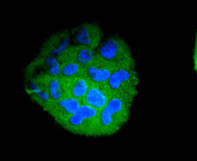ICC staining of STAT5b in RH-35 cells (green). Formalin fixed cells were permeabilized with 0.1% Triton X-100 in TBS for 10 minutes at room temperature and blocked with 10% negative goat serum for 15 minutes at room temperature. Cells were probed with the primary antibody (ET1612-63, 1/50) for 1 hour at room temperature, washed with PBS. Alexa Fluor®488 conjugate-Goat anti-Rabbit IgG was used as the secondary antibody at 1/1,000 dilution. The nuclear counter stain is DAPI (blue).