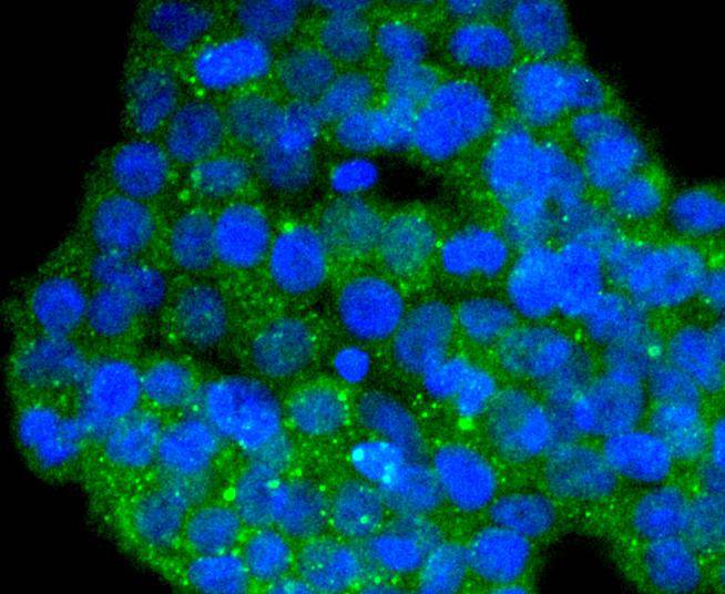 ICC staining of DYNLL1 in 293T cells (green). Formalin fixed cells were permeabilized with 0.1% Triton X-100 in TBS for 10 minutes at room temperature and blocked with 1% Blocker BSA for 15 minutes at room temperature. Cells were probed with the primary antibody (ET1612-64, 1/50) for 1 hour at room temperature, washed with PBS. Alexa Fluor®488 Goat anti-Rabbit IgG was used as the secondary antibody at 1/1,000 dilution. The nuclear counter stain is DAPI (blue).