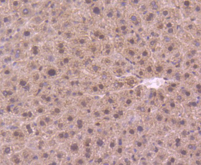 Immunohistochemical analysis of paraffin-embedded mouse liver tissue using anti-DYNLL1 antibody. The section was pre-treated using heat mediated antigen retrieval with Tris-EDTA buffer (pH 8.0-8.4) for 20 minutes.The tissues were blocked in 5% BSA for 30 minutes at room temperature, washed with ddH2O and PBS, and then probed with the primary antibody (ET1612-64, 1/50) for 30 minutes at room temperature. The detection was performed using an HRP conjugated compact polymer system. DAB was used as the chromogen. Tissues were counterstained with hematoxylin and mounted with DPX.