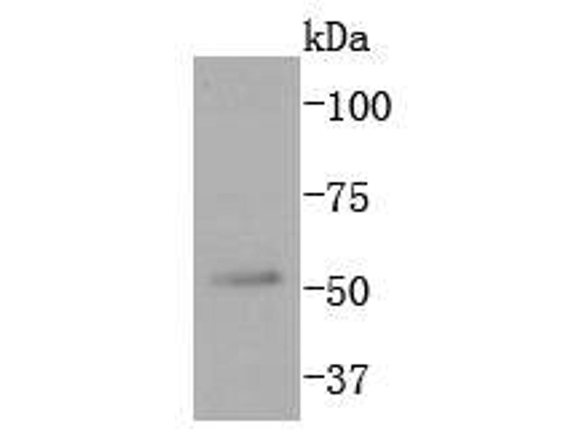 Western blot analysis of JNK3 on 293T cells lysates using anti-JNK3 antibody at 1/1,000 dilution.